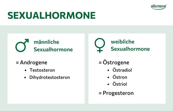 Hormone und die Haut Infografik