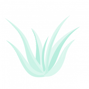 Aloe Vera Ranke